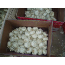 new crop natural garlic bulb/5.5cm garlic mesh bag/pure white garlic from origin